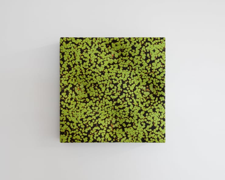 Elizabeth THOMSON, Inner Raoul Kermadec, 2011/2012