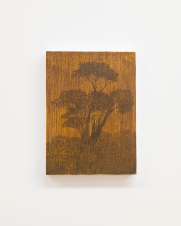 Aroha Gossage, Macrocapa, 2024
