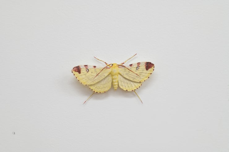 Elizabeth THOMSON, Moth, 2023
