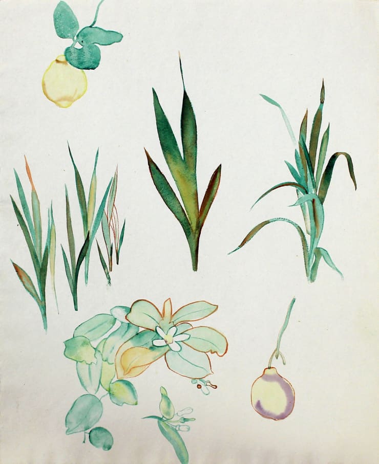 Rita Angus, Study of Fruit and Flowers, Waikanae, 1950s