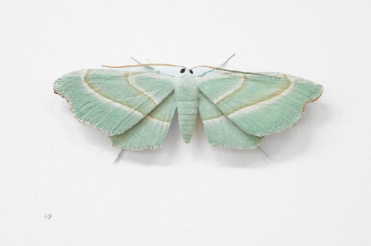 Elizabeth THOMSON, Moth, 2024