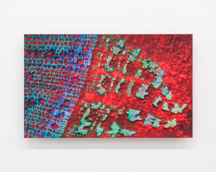 Elizabeth THOMSON, Anamorphic optics, 2024