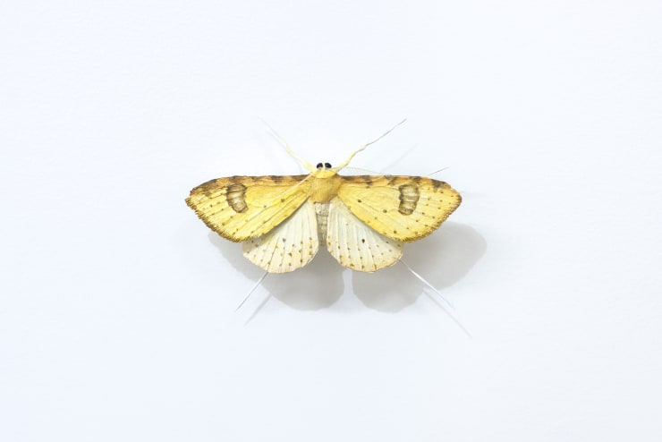 Elizabeth THOMSON, Moth [D], ND