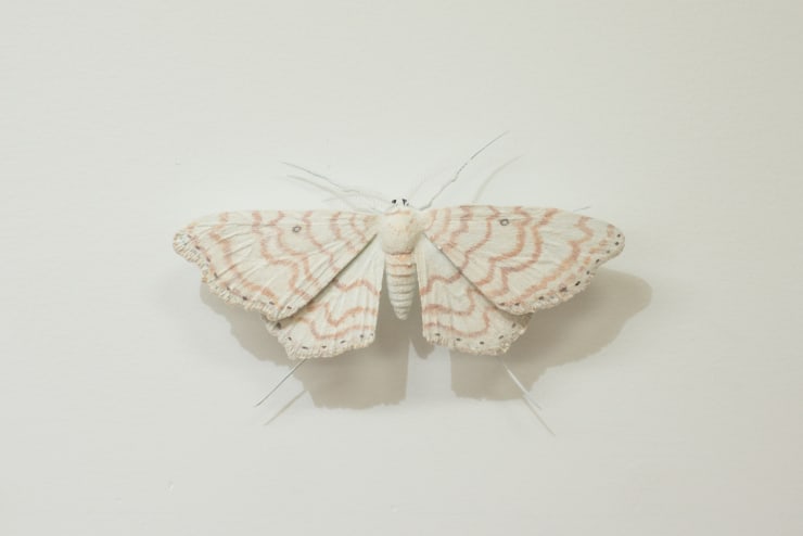 Elizabeth THOMSON, Moth [G], ND
