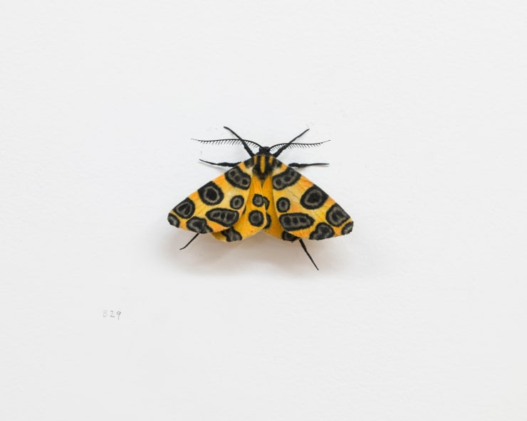 Moth