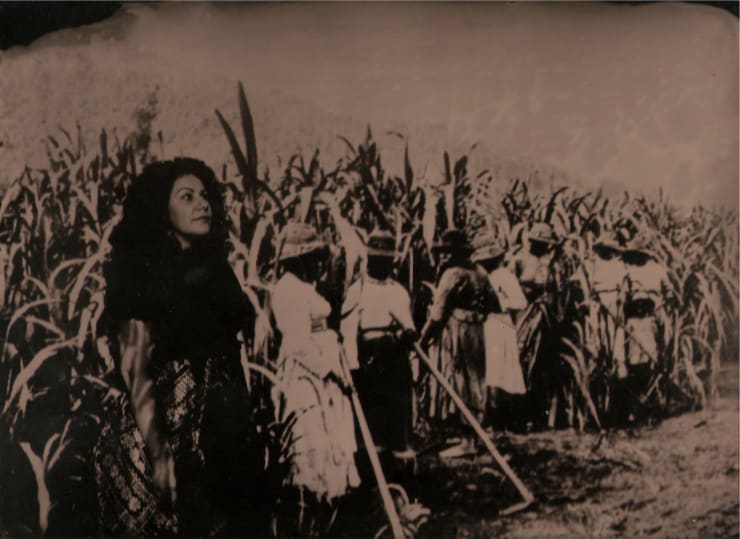 Jasmine Togo-Brisby, Kanaka women in the sugar cane: Hambledon plantation, 2017