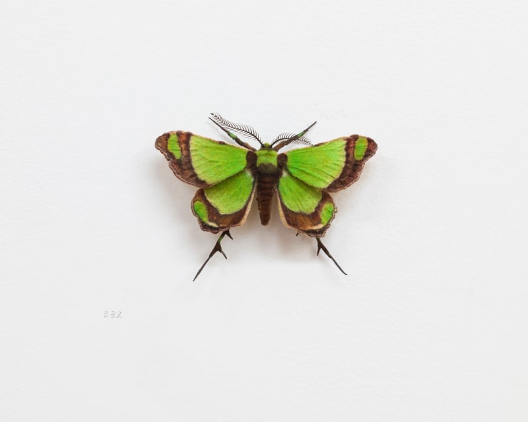 Moth