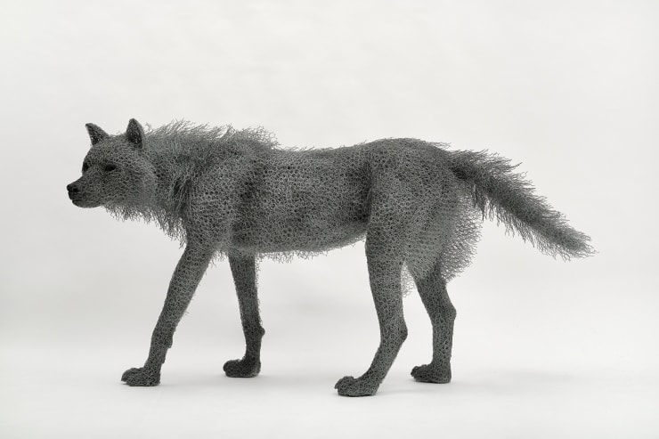Kendra Haste MRSS, Female Wolf, 2024