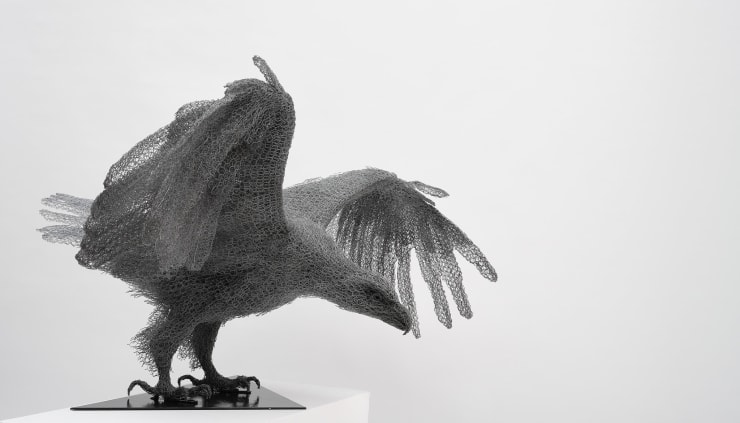 Kendra Haste MRSS, White-tailed Eagle, 2025