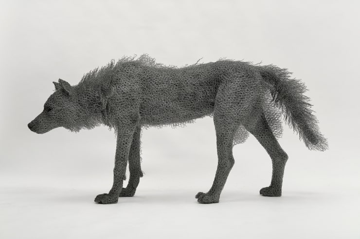 Kendra Haste MRSS, Male Wolf, 2024