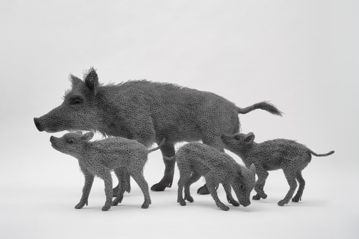 Kendra Haste MRSS, Wild Female Boar, 2025