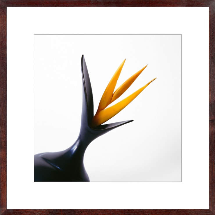 Vivienne Foley (Photography), Strelitzia in Blackbird Vase, 1998