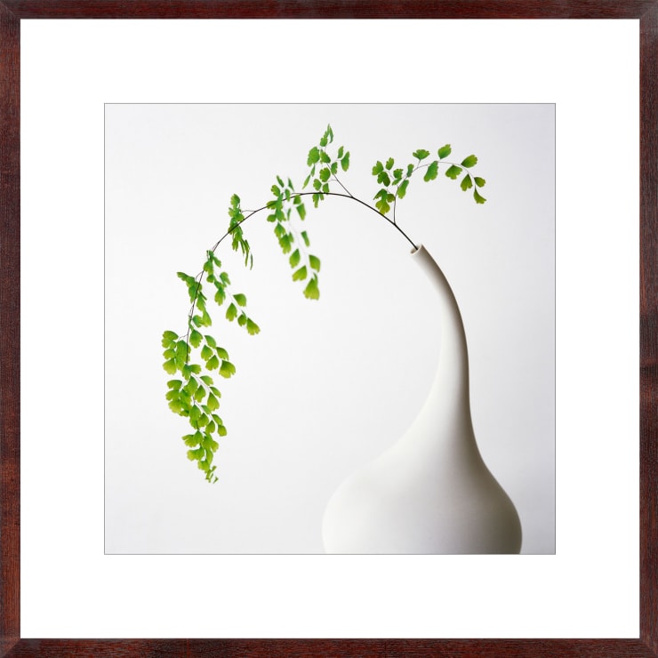 Vivienne Foley (Photography), Maidenhair Fern in White Funnel Necked Vase, 1996