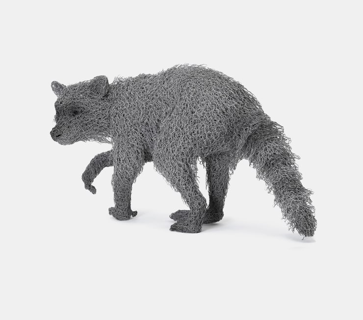 Kendra Haste MRSS, Racoon, 2023