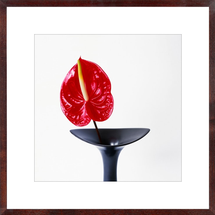 Vivienne Foley (Photography), Anthurium in Black Boat Necked Vase, 2000