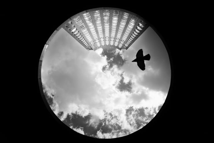 PHIL PENMAN, BIRD ON LEXINGTON AVENUE, NEW YORK, 2019