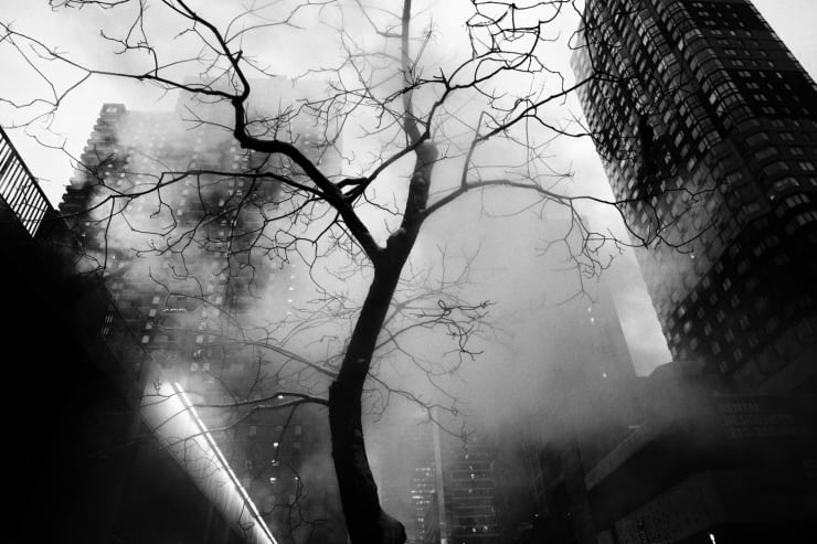 PHIL PENMAN, 42nd Street Project, Steam Tree, 2017