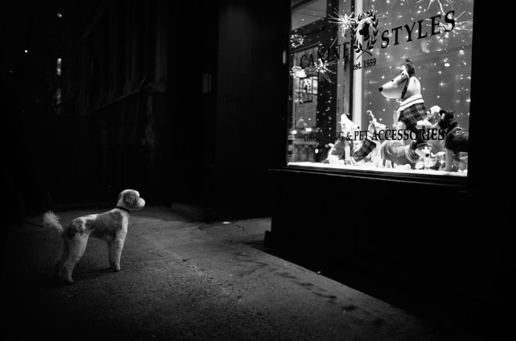 PHIL PENMAN, Dog in the Window, 2021