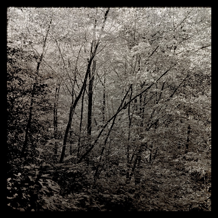 Choi Soowhan, Emptiness_forest 01, 2024