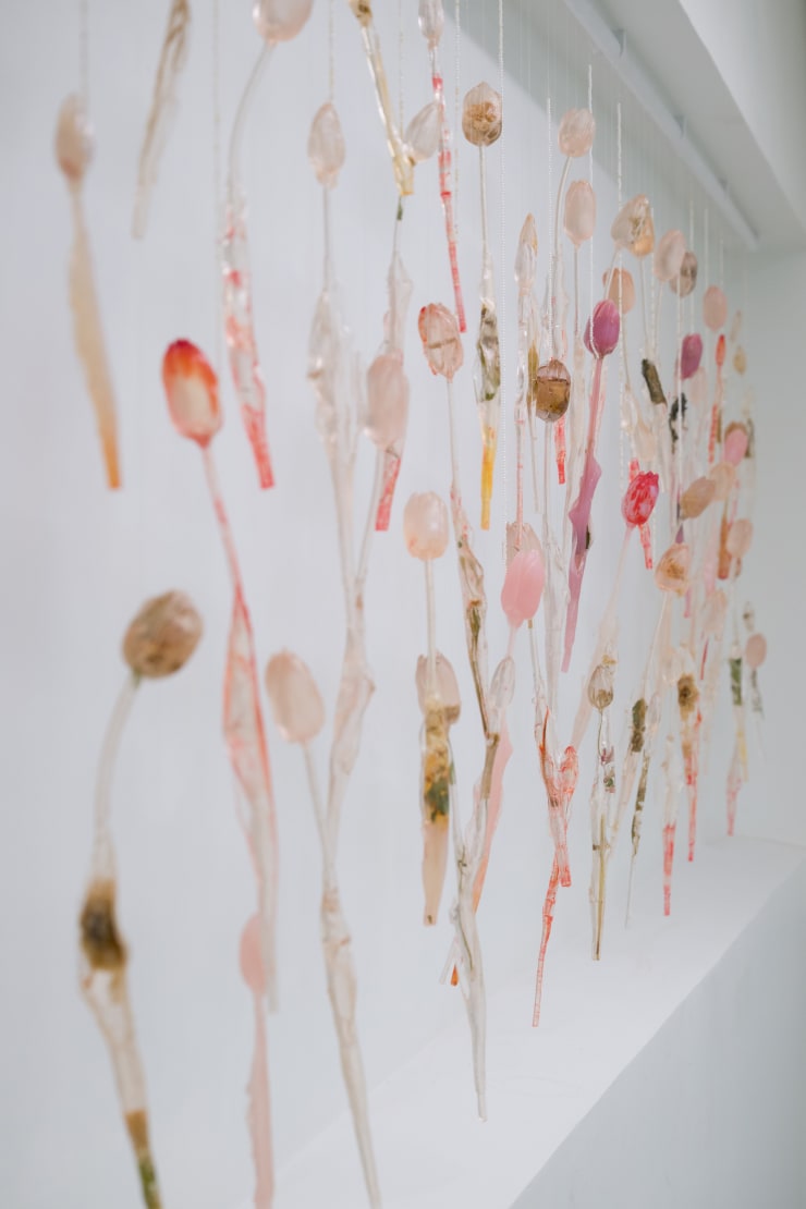 Maria Kulikovska, Translucent Tulip Membranes, 2025