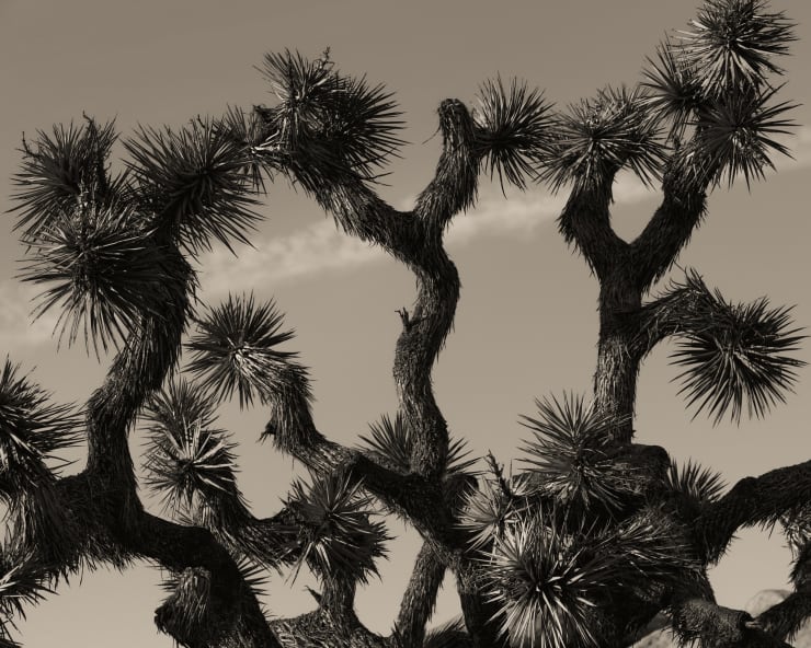 Ruben van Schalm, Interwoven Dreams