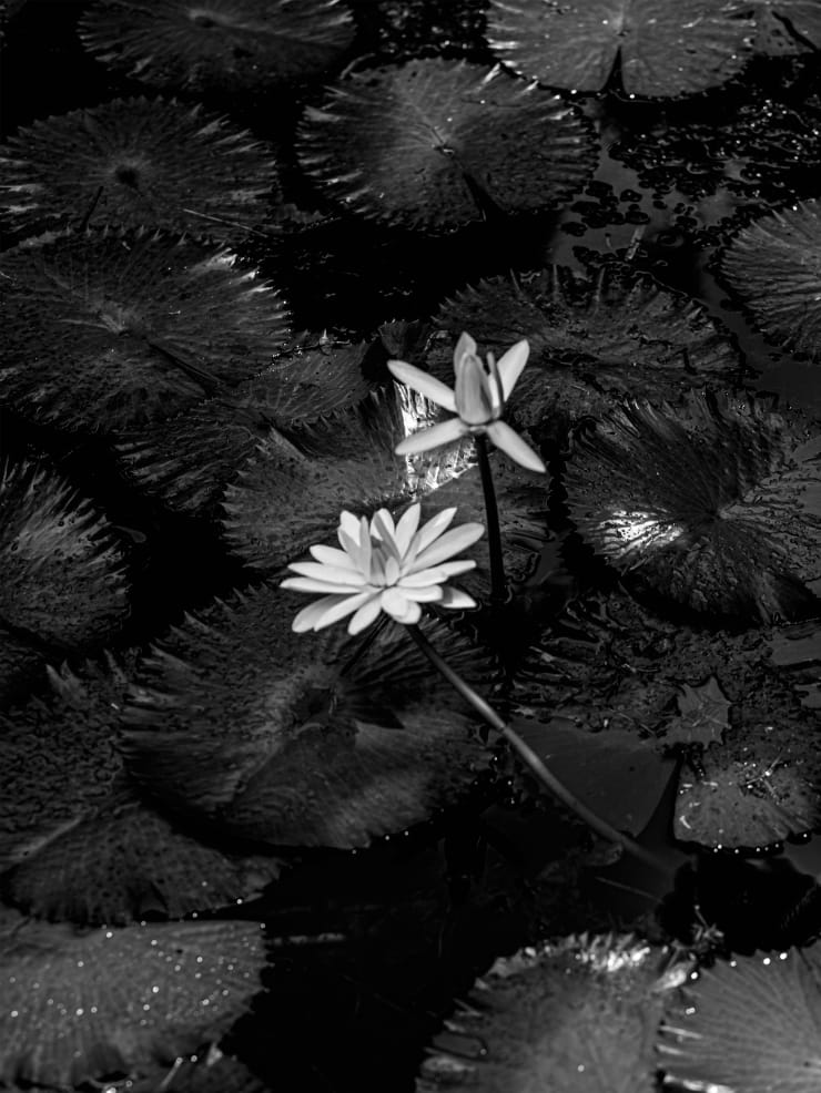 Ruben van Schalm, Water lilies blossom