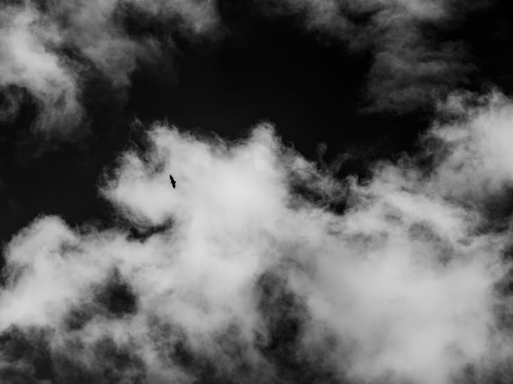Ruben van Schalm, Flying Fox