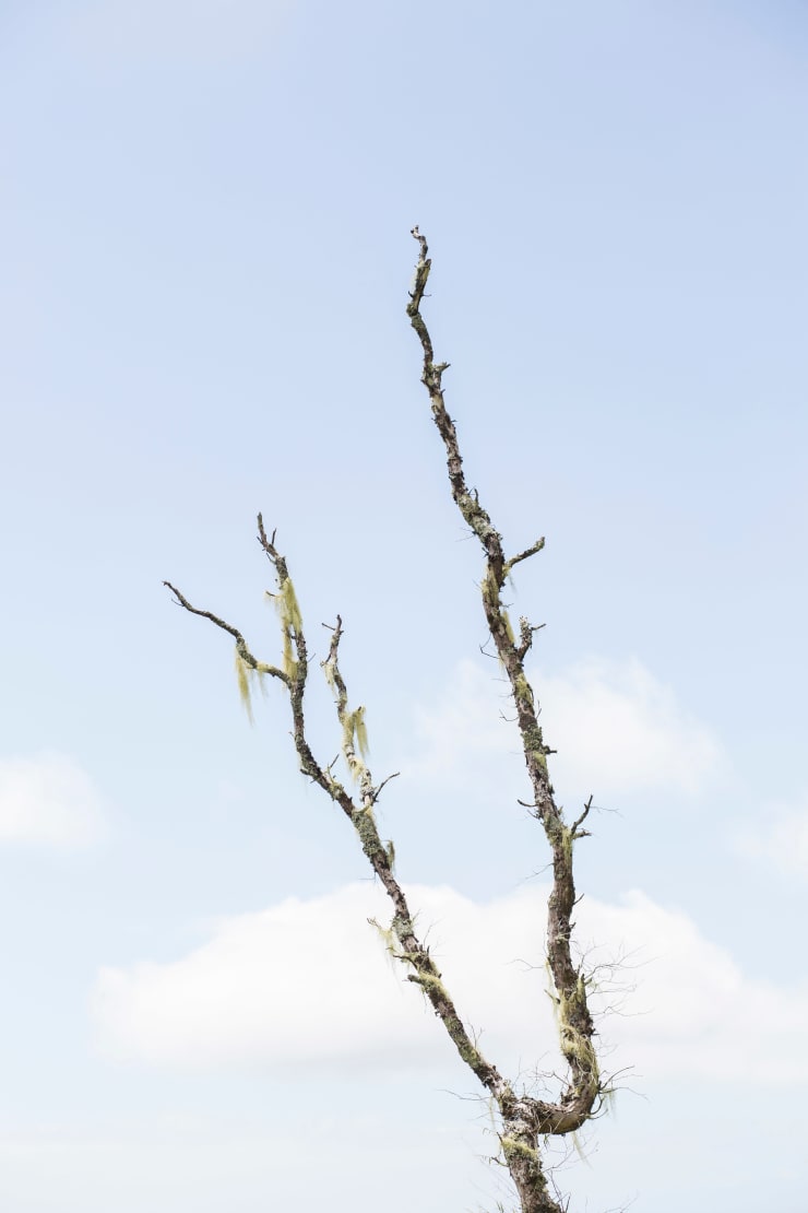 Ruben van Schalm, Usnea