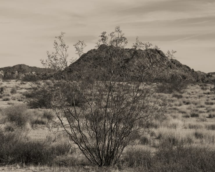 Ruben van Schalm, Where Silence Grow