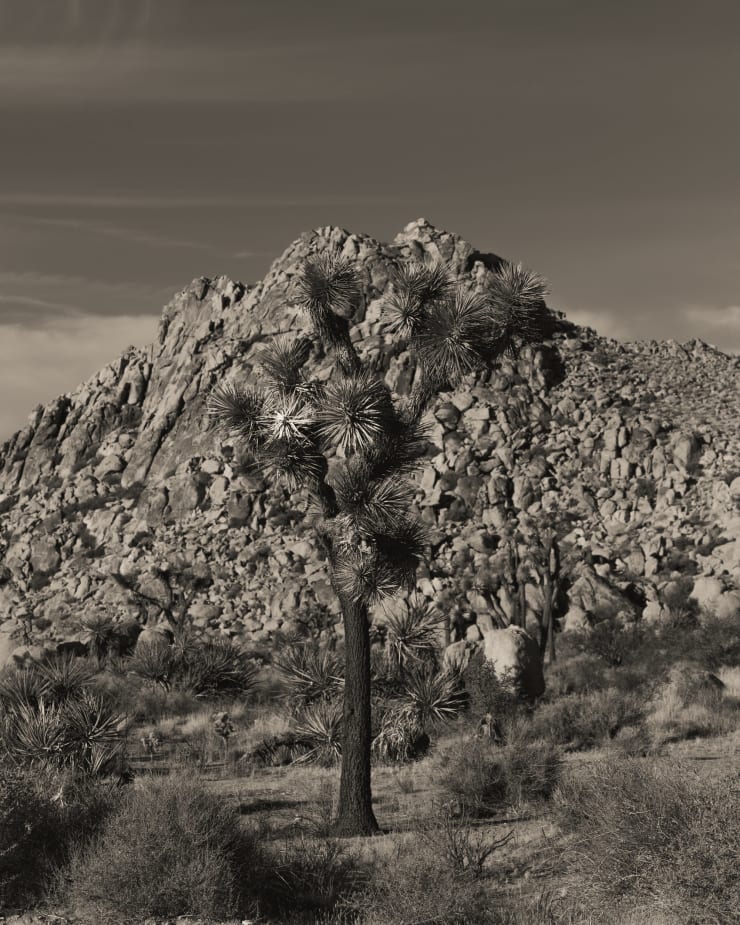 Ruben van Schalm, Rooted in Stone