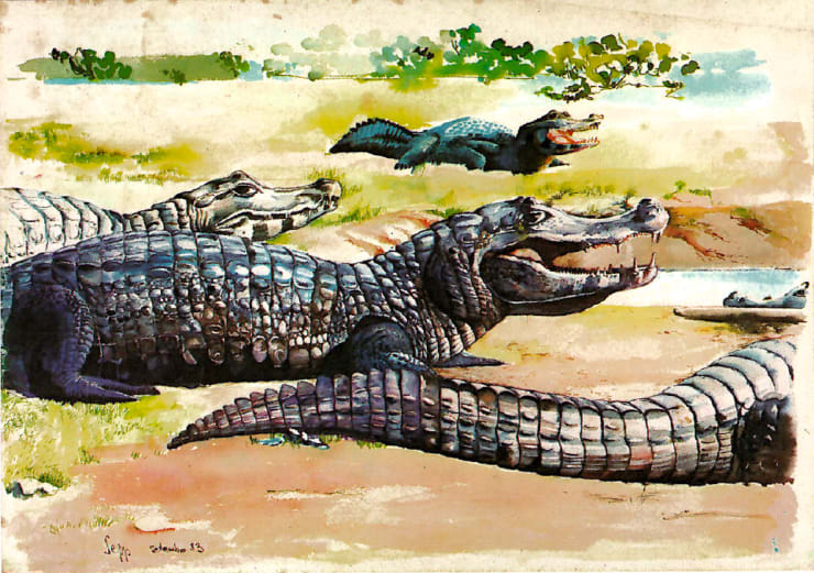 Sepp Baendereck, Jacarés, 1983