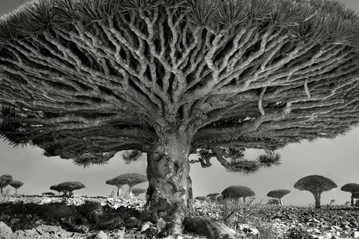 Beth Moon, Heart of the Dragon, 2010