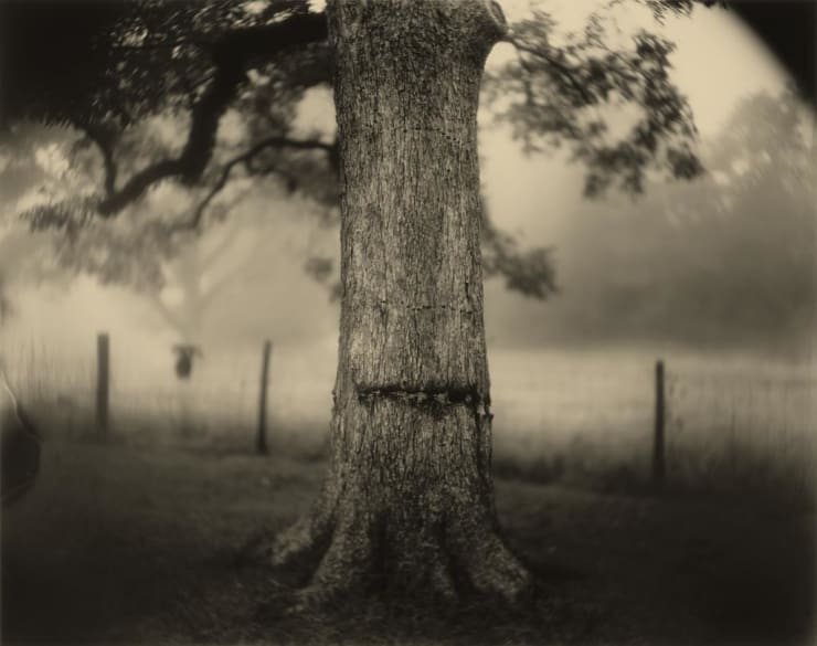 Sally Mann, Deep South, Untitled (Scarred Tree), 1998