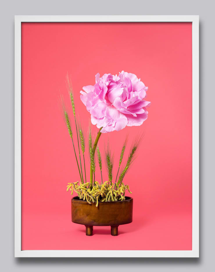 Ann Shelton The Congress Woman, Peony (Paeonia sp.), 2020 pigment print 112 x 84 cm print size, 117 X 89 cm framed Edition of 6 plus 2 artist's proofs (Edition record)