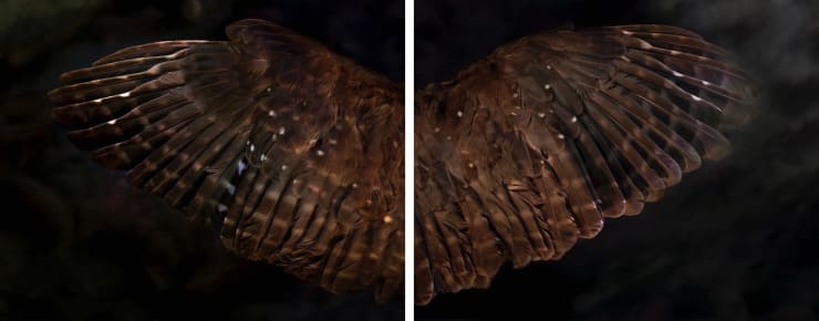 Fiona Pardington Ruru Perfect Prince (Above), 2016 Archival pigment inks on Hahnemühle photo rag 82.5 x 110 cm edition of 10