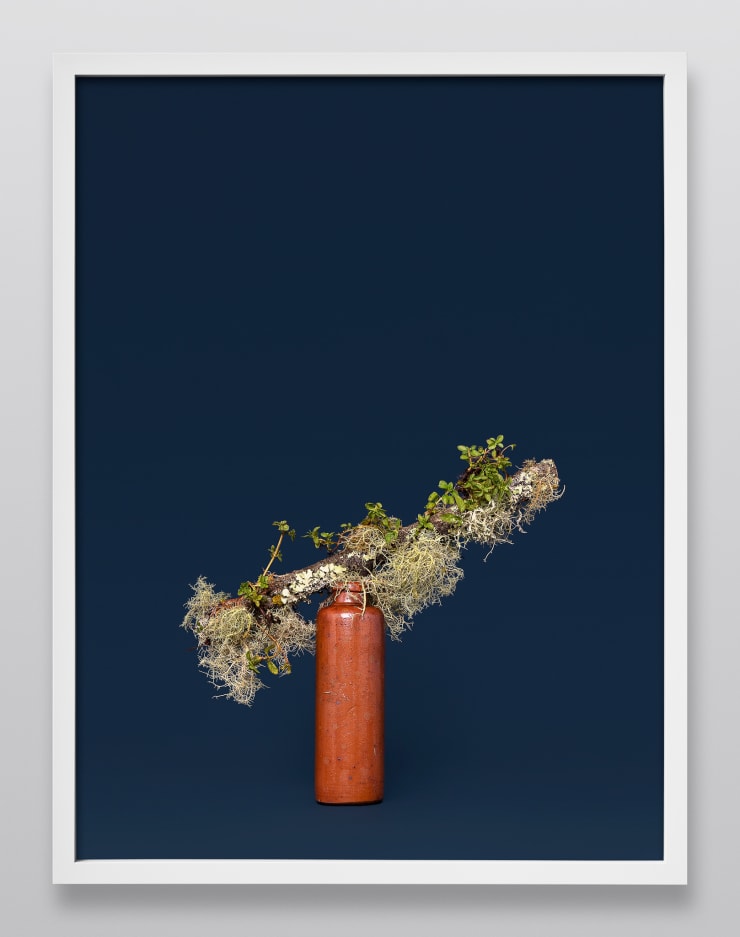 Ann Shelton The Witch, Penny Royal (Mentha sp.), 2020 pigment print 112 x 84 cm print size, 117 X 89 cm framed Edition of 6 plus 2 artist's proofs (Edition record)