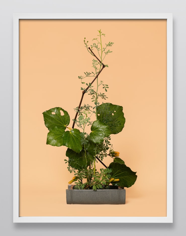 Ann Shelton The Mother, Rue (Ruta sp.), 2020 pigment print 112 x 84 cm print size, 117 X 89 cm framed Edition of 6 plus 2 artist's proofs (Edition record)