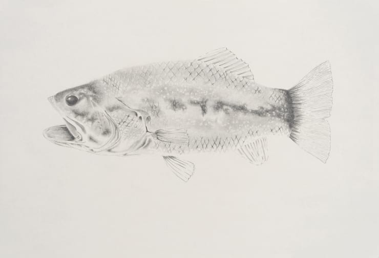Apnavi Makanji, LEMAN FISH series: BLACK BASS, 2023
