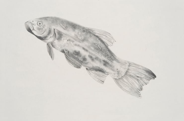 Apnavi Makanji, LEMAN FISH series: TENCH, 2023