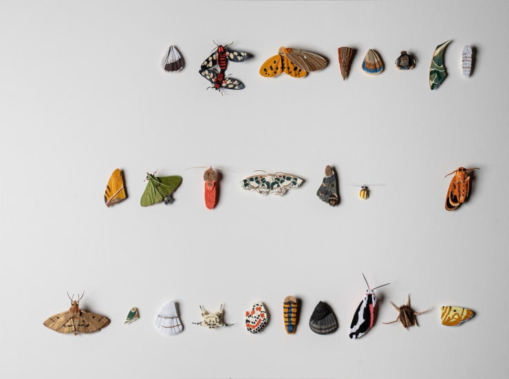 Nibha Sikander, Entomology Script 2, 2023