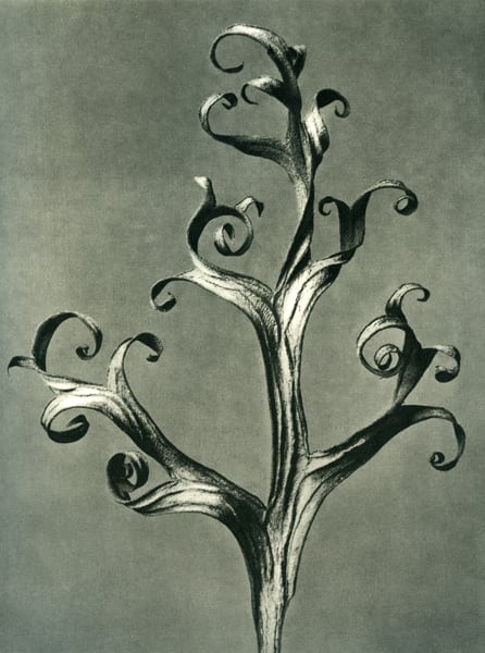 Karl Blossfeldt, Delphinium. Larkspur. Part of a dried leaf enlarged 6 times, 1928