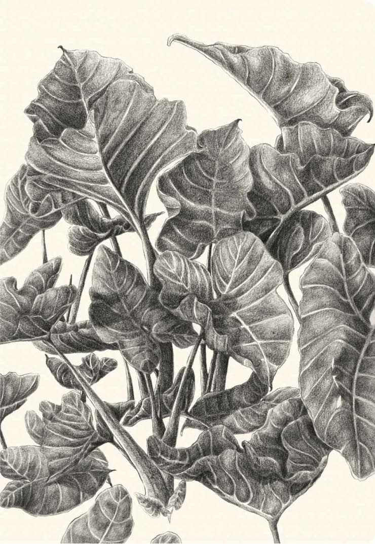 Garima Gupta, Chinese Taro, 2017