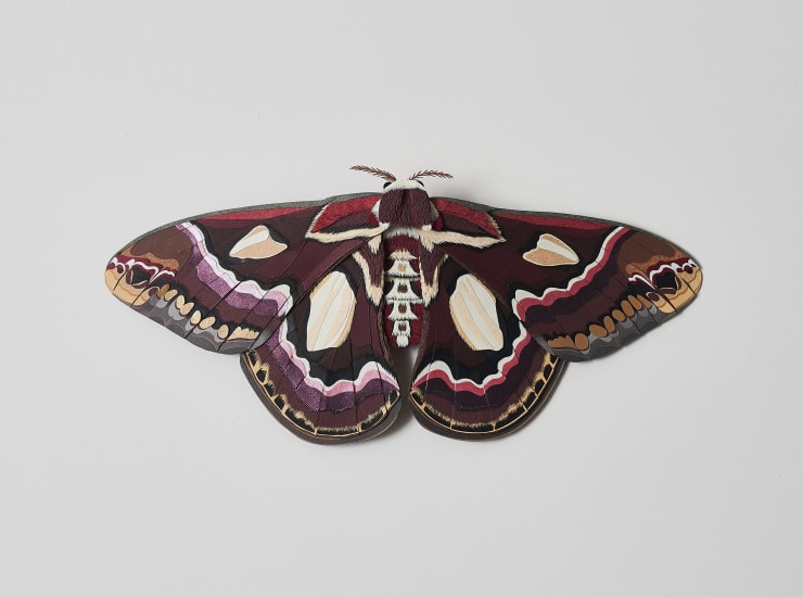 Nibha Sikander, Atlas Moth Study, 2020