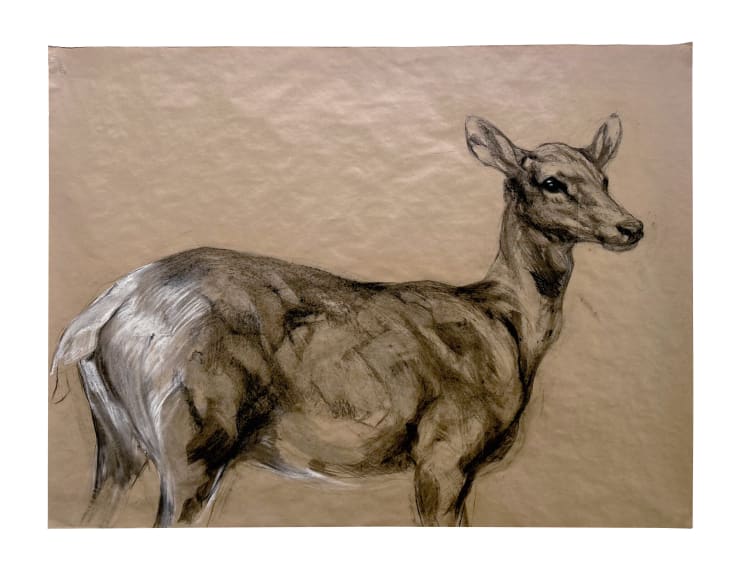 White Tail Deer, 2023 Charcoal and chalk on paper 45 x 59 inches Unframed