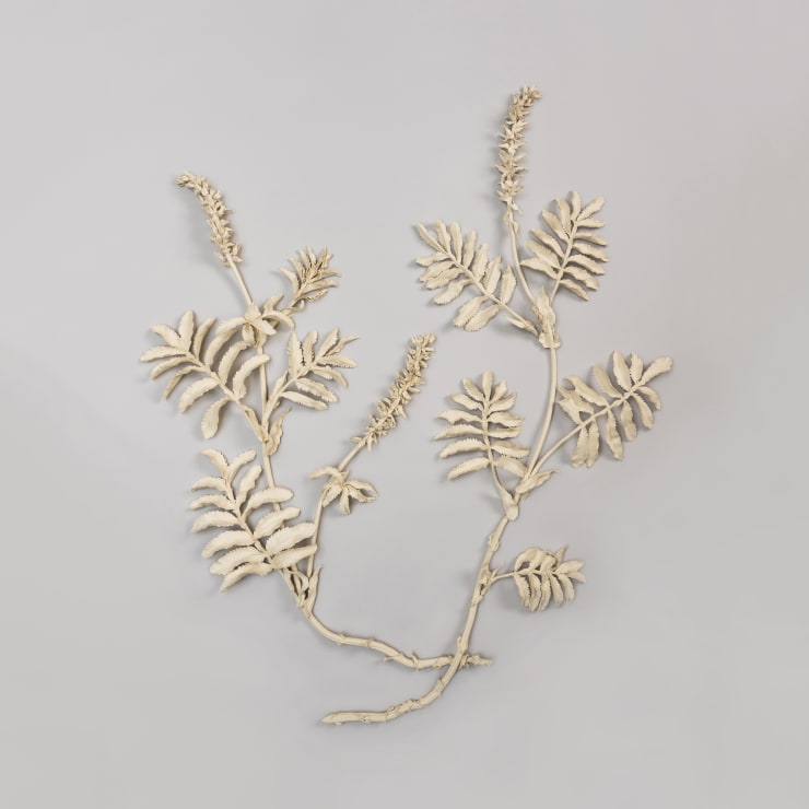 Kaori Tatebayashi, Melianthus Major (Honeybush), 2020