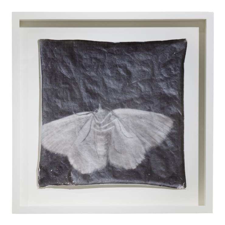 Doug and Mike Starn, Attracted to Light 37, ed. 4/10, 2002-2003