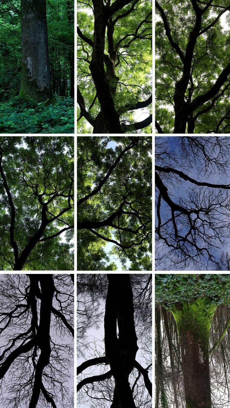 Bois De Mametz, 24 Hour Film, ed. 4/7, 2016 High Definition (ProRes422) 24 hour loop