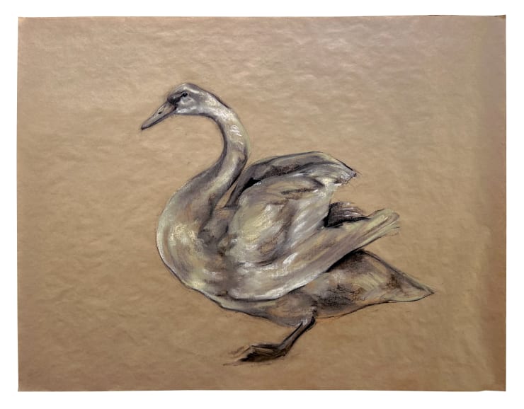Swan, 2023 Charcoal and pencil on paper 45 x 59 inches Framed dimensions 46 3/4 x 55 3/4 inches