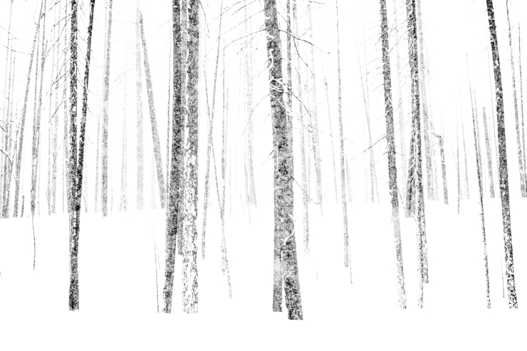 Burn VII, 2020-2022 Archival pigment print Edition of 11 | 20 x 30 inches Edition of 9 | 26 1/2 x 40 inches Edition of 9 | 40 x 60 inches Edition of 3 | 53 1/3 x 80 inches