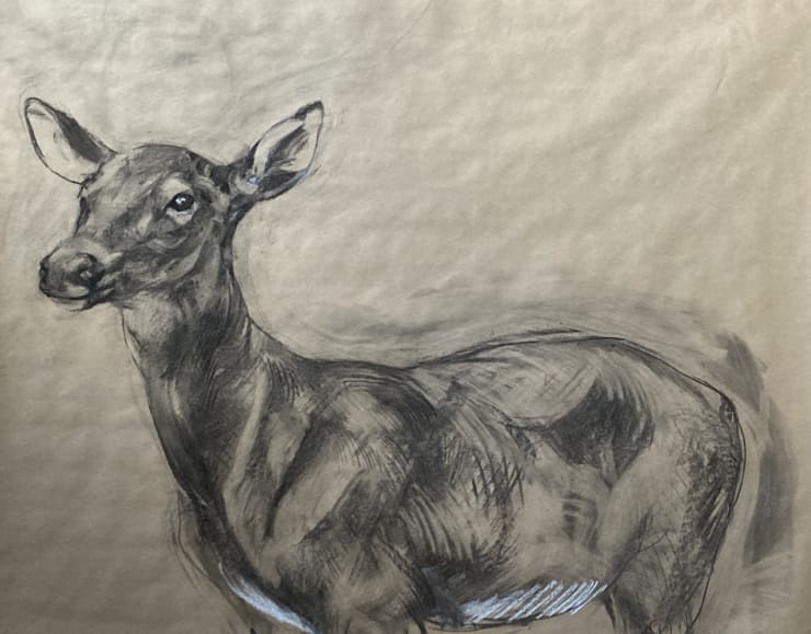 White Tail Doe, 2022 Charcoal and chalk on paper 45 1/4 x 58 1/2 inches Unframed